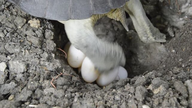 Mother Yellow-headed Temple Turtle Digging the Ground to Lay her Eggs