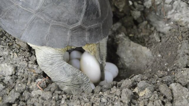 Mother Yellow-headed Temple Turtle Digging the Ground to Lay her Eggs