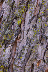 Tree Bark with Moss Closeup
