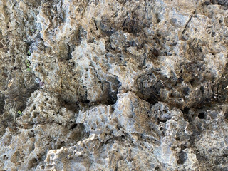 Texture of natural coral. Natural stone texture and surface background in high resolution.