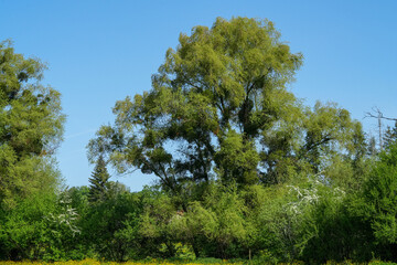 Mächtiger Baum am Rand eines Waldes in Frankreich in der Gegend der Haute-Saône