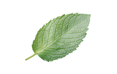 Fototapeta premium Mint leaf isolated on a transparent background