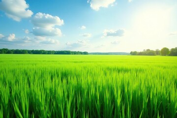 Fototapeta premium Full length shot of a lush green field extending to the horizon , all, stretch