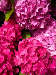 Pink Hydrangea Blossoms in Sunlight