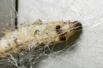 The Silkworm That Weaves Silk Webs