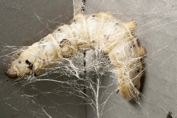 The Silkworm That Weaves Silk Webs