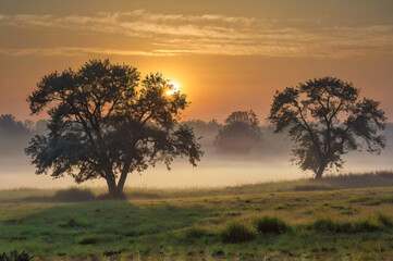 Fototapeta premium Serene sunrise mist over grassland trees