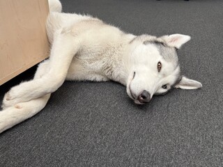Siberian husky laying in office.  © Luke