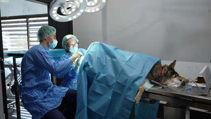 Two veterinarians are performing a surgical operation on an anesthetized dog lying on a stainless steel table in a veterinary hospital - Powered by Adobe