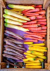 Colorful variety of carrots displayed at an outdoor market in the morning sun, showcasing fresh produce and vibrant colors