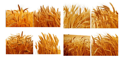 Golden Wheat Fields Under Bright Sky with Soft Breeze Flowing, Isolated on Transparent, white background