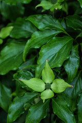 Closeup on a Chinese, Korean dogwood or Japanese dogwood, Cornus kousa