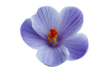 Stunning Close-Up of a Lavender Crocus Flower with Delicate Veining