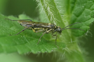 Closeup on the colorful Pachyprotasis rapae plant parasite sawfly, hiding in green vegetation