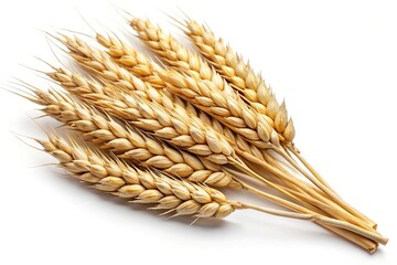 Close up of golden wheat stalks on white background for agriculture and harvest season concepts