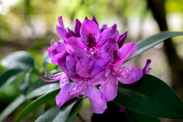 Rhododendron Flower 'Anah Kruschke' Variety in Spring