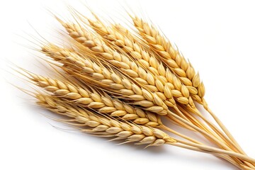 Golden wheat stalks on white background: agriculture, harvest, grain, and cereal stock photos