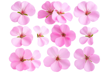   A set of Geranium flower PNG, pink color, transparent background