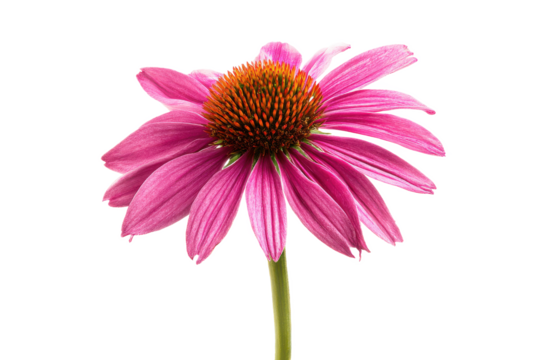 Vibrant Pink Echinacea Flower Isolated on White Background