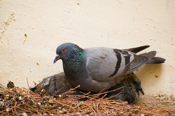 Heartwarming mother pigeon cuddled with her baby pigeon in a cozy nest. Bird Parenting, avian parenting, natural instincts, wildlife, bird behavior, family love, and nature photography concept.