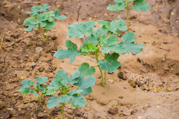 Young Lady Finger or Okra Plant Growing in Kitchen Garden. Showcasing the early stage of growth with fresh green leaves and healthy soil. home farming, plant care, and eco-friendly lifestyles concept.