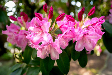 Rhododendron Flower 'Betty Wormald' Variety in Spring