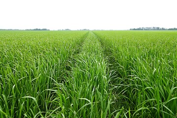 Fototapeta premium A green grassland stretches in all directions, isolated on a white background, offering a clean and pure rural view.