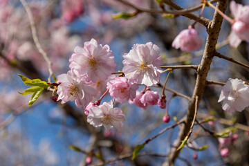 桜の木の背景