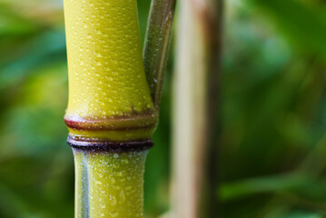 Close-up of a bamboo stem & leaves