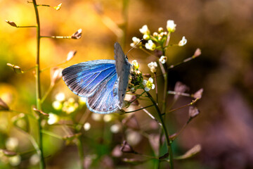 Beautiful blue butterfly on a forest flower at sunrise