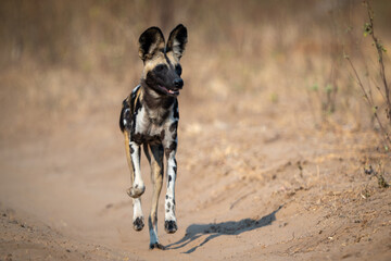 African wild dog trotting straight to camera