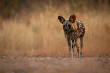 African wild dog walks over sandy riverbank