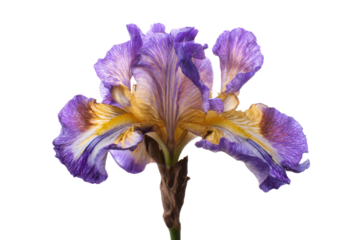 Stunning Purple and Gold Bearded Iris Flower Close-Up