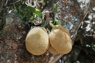 Unique jackfruit growing on a tree in northern Vietnam during daylight