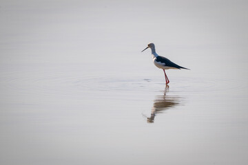 Black-winged stilt wades backlit through shallow river