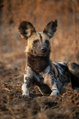 Fototapeta premium Close-up of African wild dog staring intently