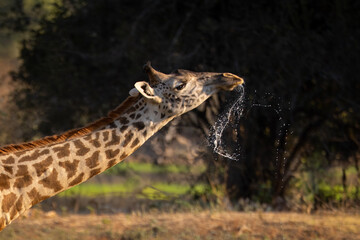 Close-up of Thornicroft giraffe dribbling from mouth