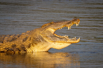 Close-up of Nile crocodile lying in shallows
