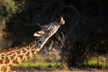 Close-up of Thornicroft giraffe dribbling out water