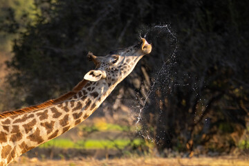 Close-up of Thornicroft giraffe spraying out water