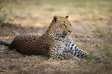 Close-up of female leopard lying on branches