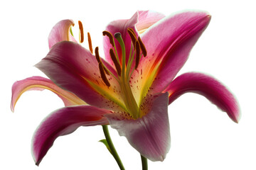 Naklejka premium Stunning Pink Lily Flower Close-Up Photography