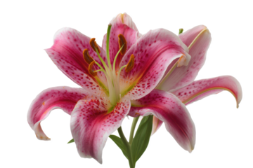 Stunning Pink Stargazer Lily Flower Close-Up