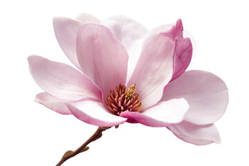 Naklejka premium Elegant Pink Magnolia Blossom A Close-Up Photograph of a Delicate Flower