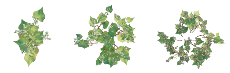 Fagopyrum esculentum tree plan top view png 4k cutout transparent isolate