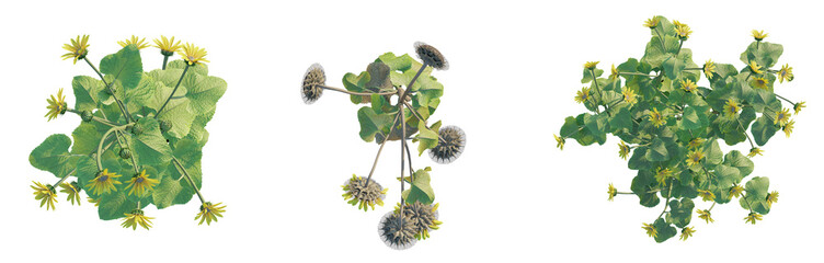 Helianthus annuus tree plan top view png 4k cutout transparent isolate © DH Tree Stock