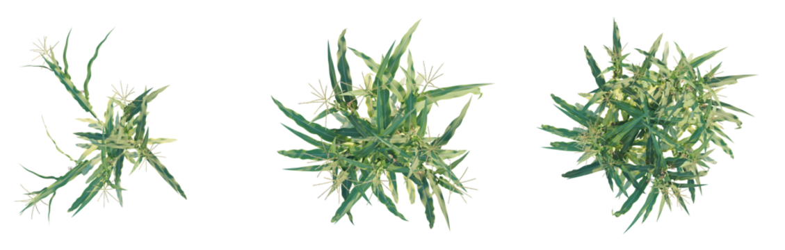 Zea mays tree plan top view png 4k cutout transparent isolate