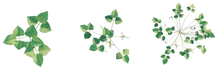 Vigna radiata tree plan top view png 4k cutout transparent isolate