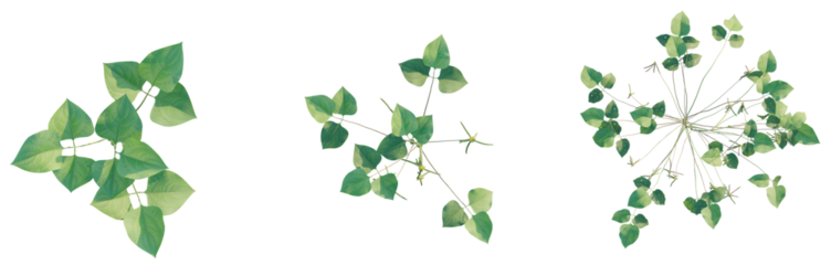 Vigna radiata tree plan top view png 4k cutout transparent isolate