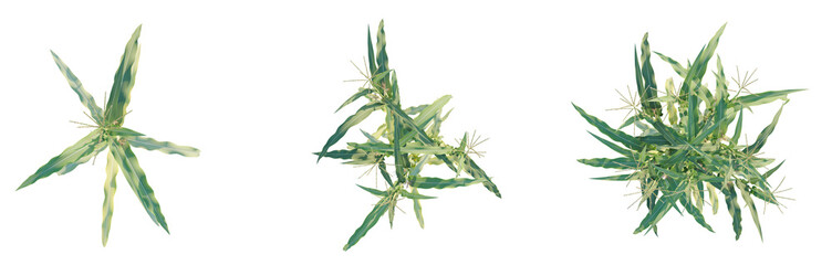 Zea mays tree plan top view png 4k cutout transparent isolate